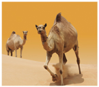 Featured Tours