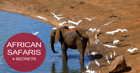 African Safaris - 4 Secrets