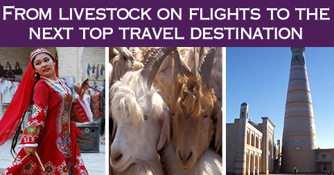 From livestock on flights to the next top travel destination