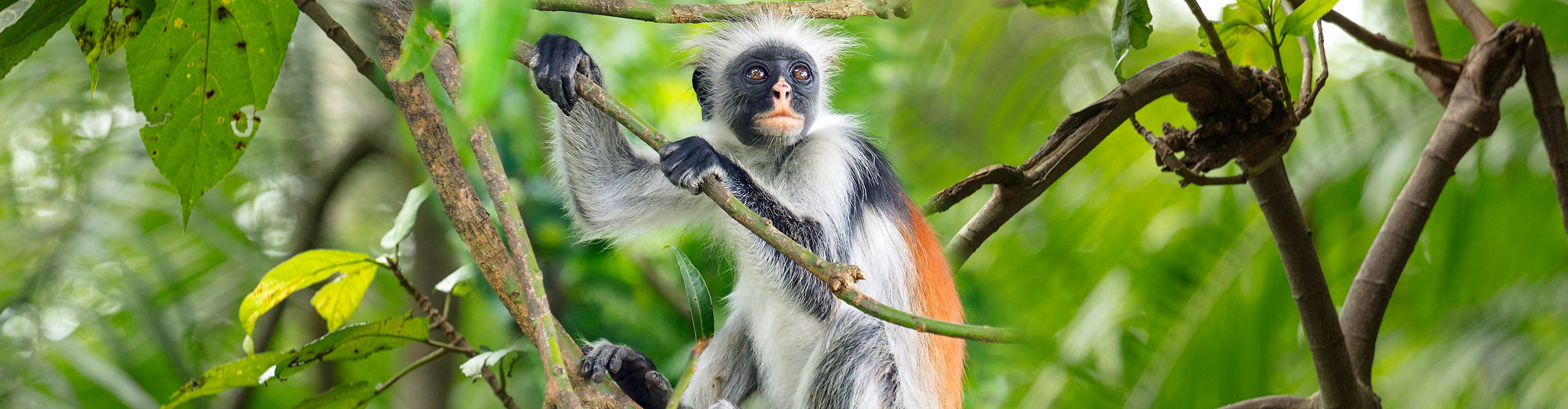 Red colobus monkey, endemic species of Zanzibar, Tanzania Red colobus monkey, endemic species of Zanzibar, Tanzania