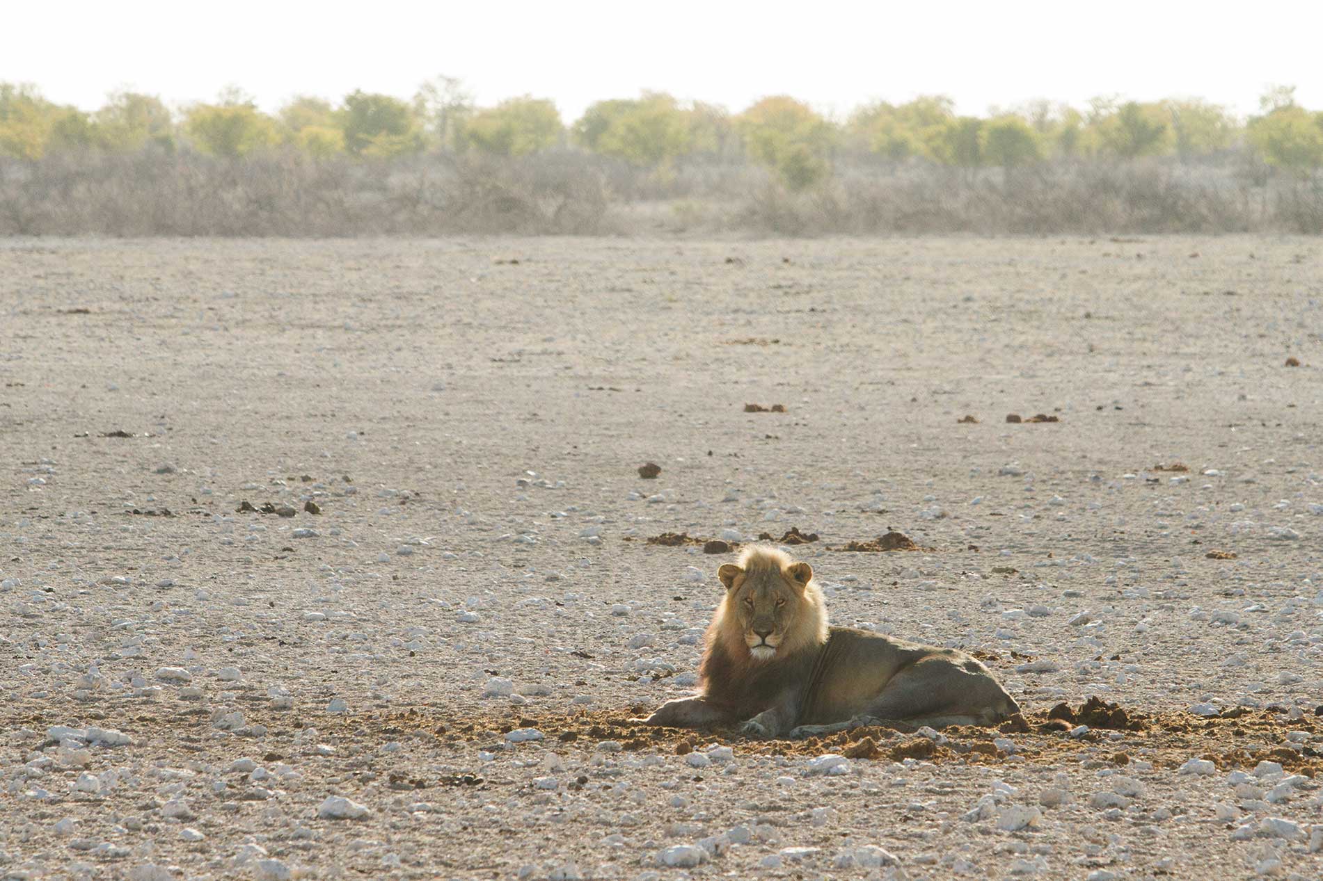 Lion in Etosha National Park