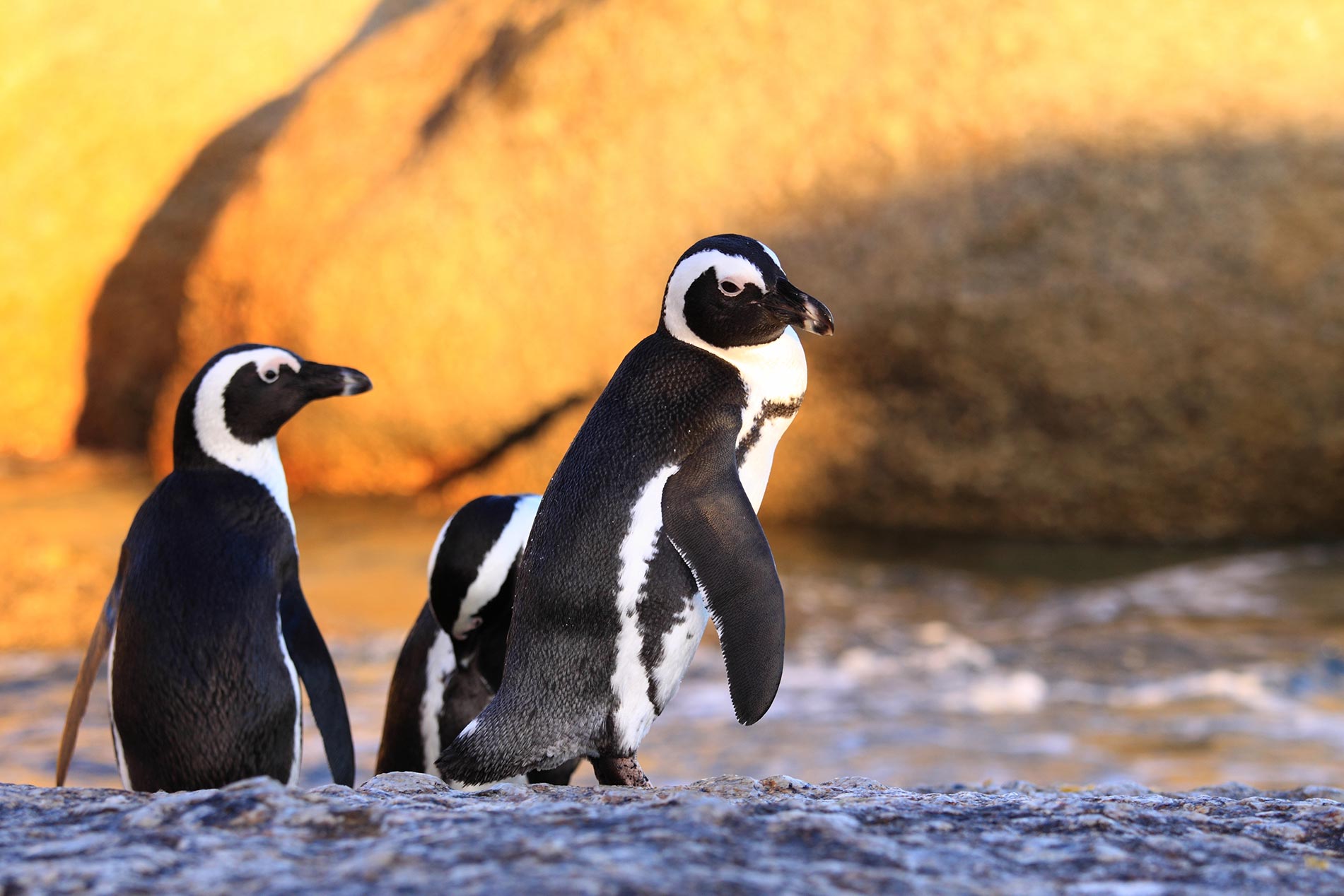 Penguin colonies of Boulders Beach