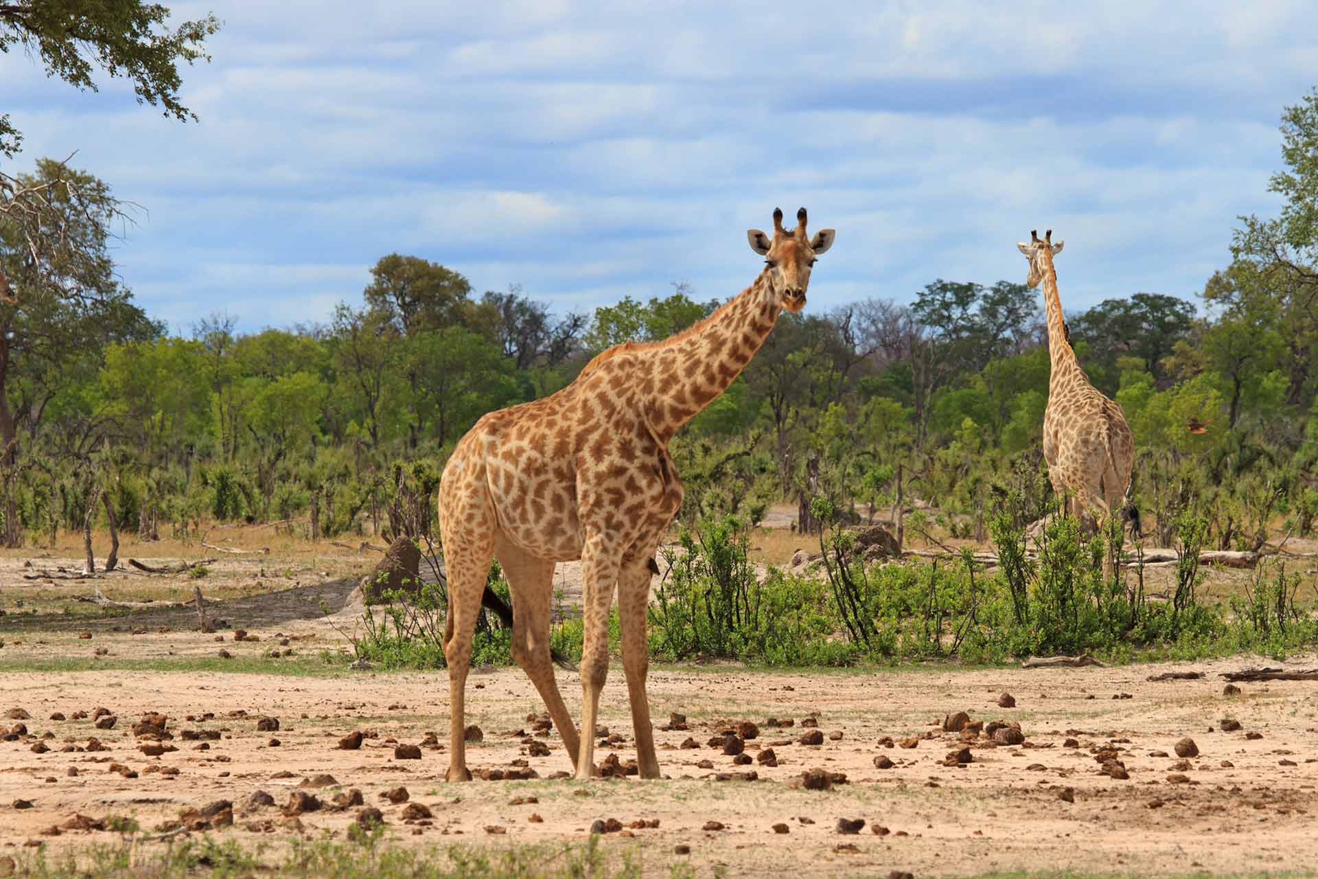 Giraffes in Hwange National Park, Zimbabwe
