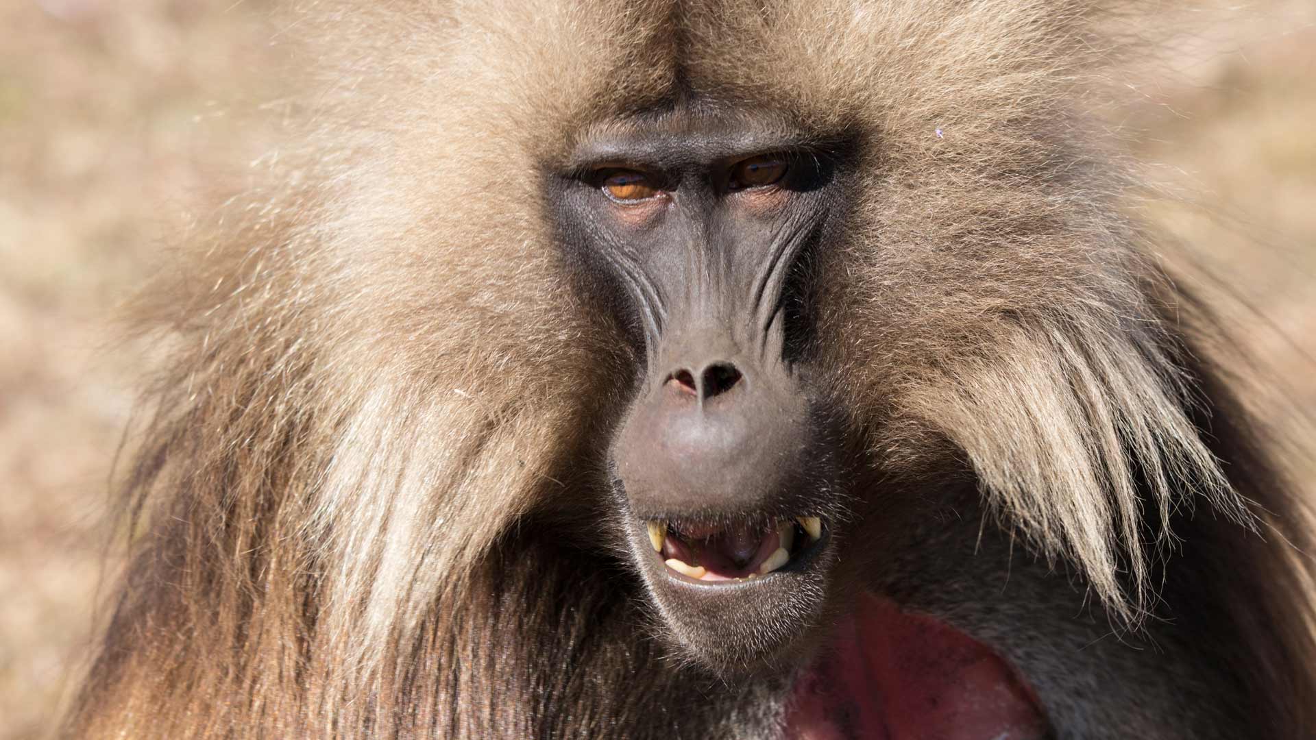 Male Gelada (Theropithecus gelada), Simien National Park, Ethiopia