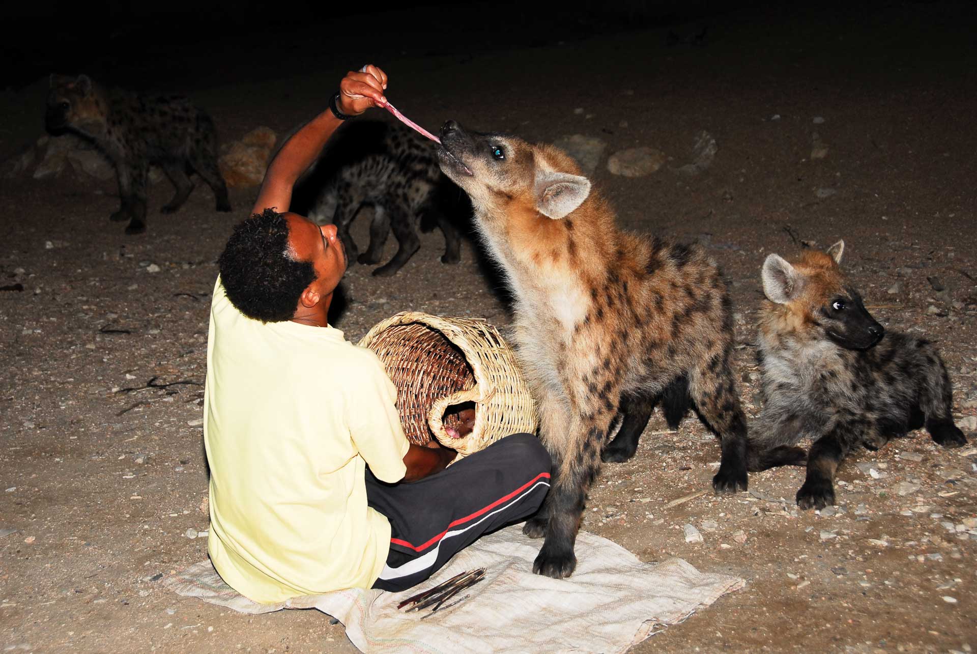 The Hyena Man of Harar performs the nightly feeding of the hyenas