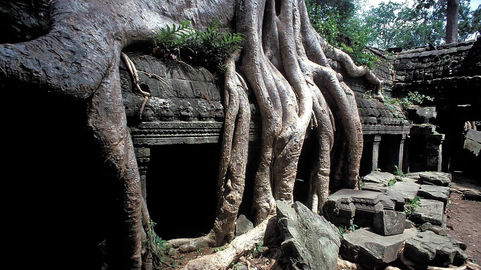 Roots of a silk cotton tree (Ceiba pentadra) growing over the gallery of the second enclosure of Ta Prohm, Angkor, Siem Reap, Cambodia