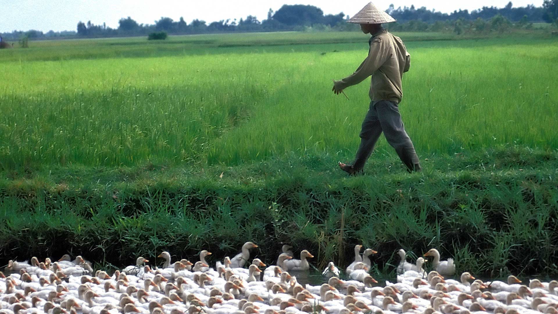 Man walking by ducks in a canal in Rural Cochinchina, Dong Nai, Vietnam
