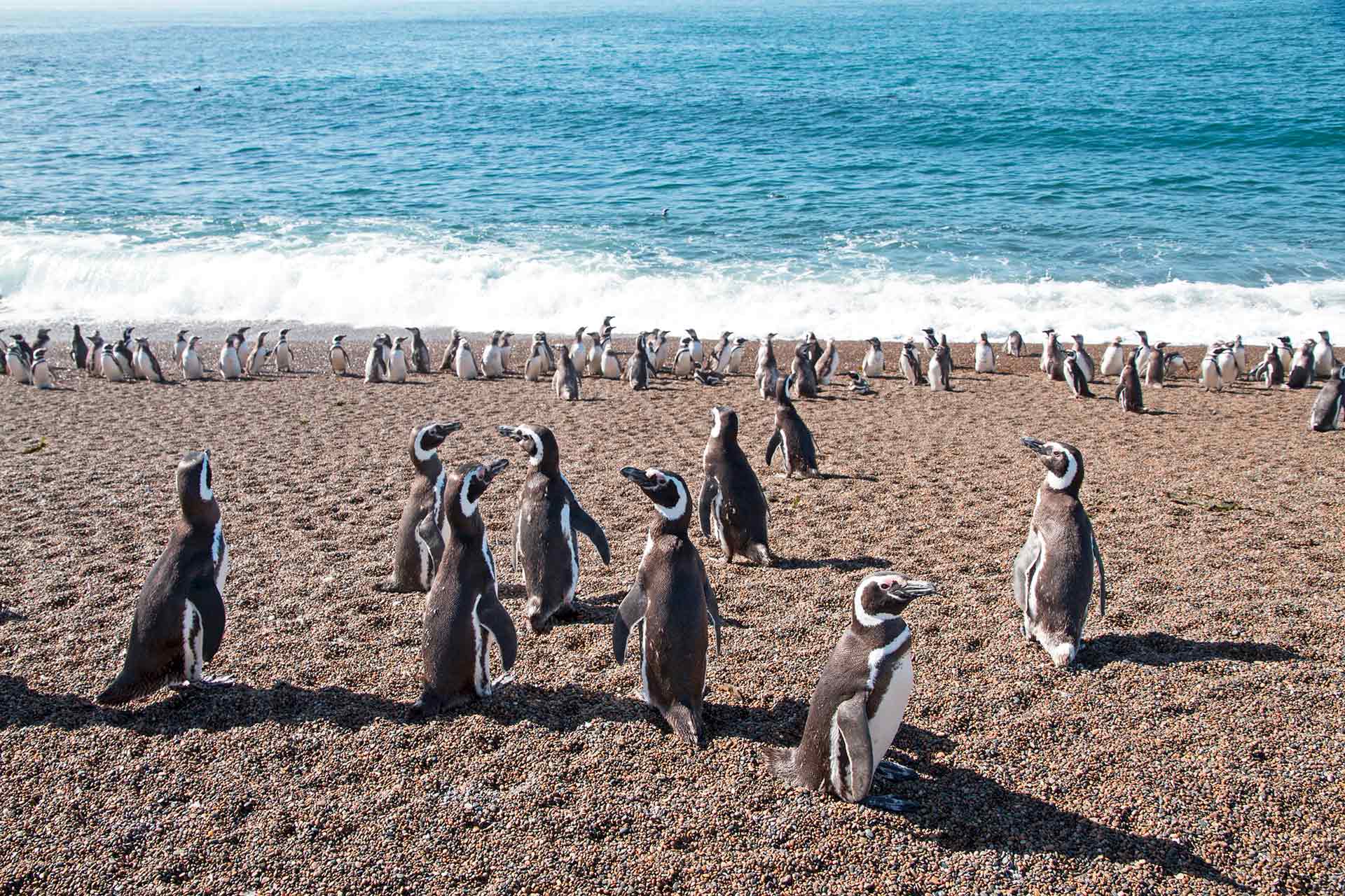 Magellanic Penguins (Spheniscus magellanicus) at San Lorenzo Penguin Colony, Peninsula Valdes, Chubut, Argentina