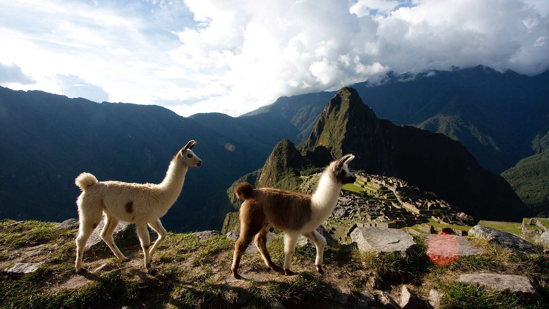 Llamas in front of ancient inca town of Machu Picchu