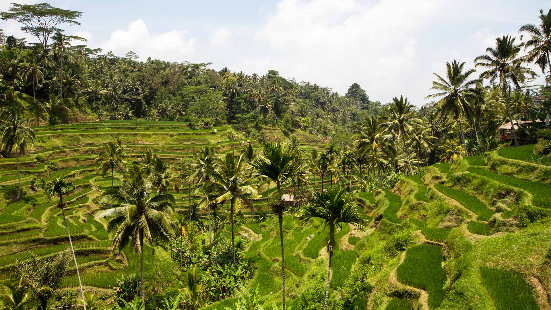 Tegallalang rice terraces, Bali, Indonesia