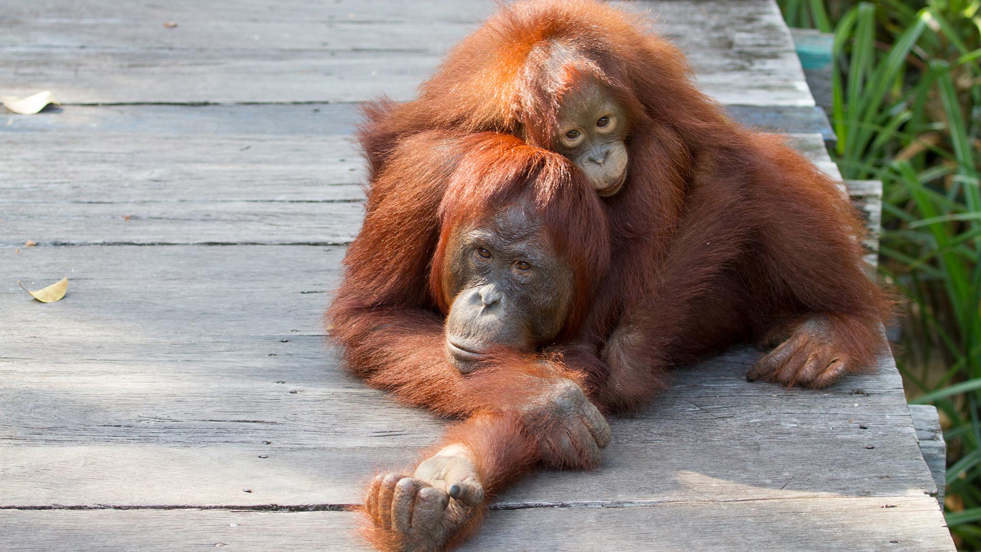 Pondok Tanggui, Tanjung Putin National Park, Central Kalimantan, Borneo, Indonesia