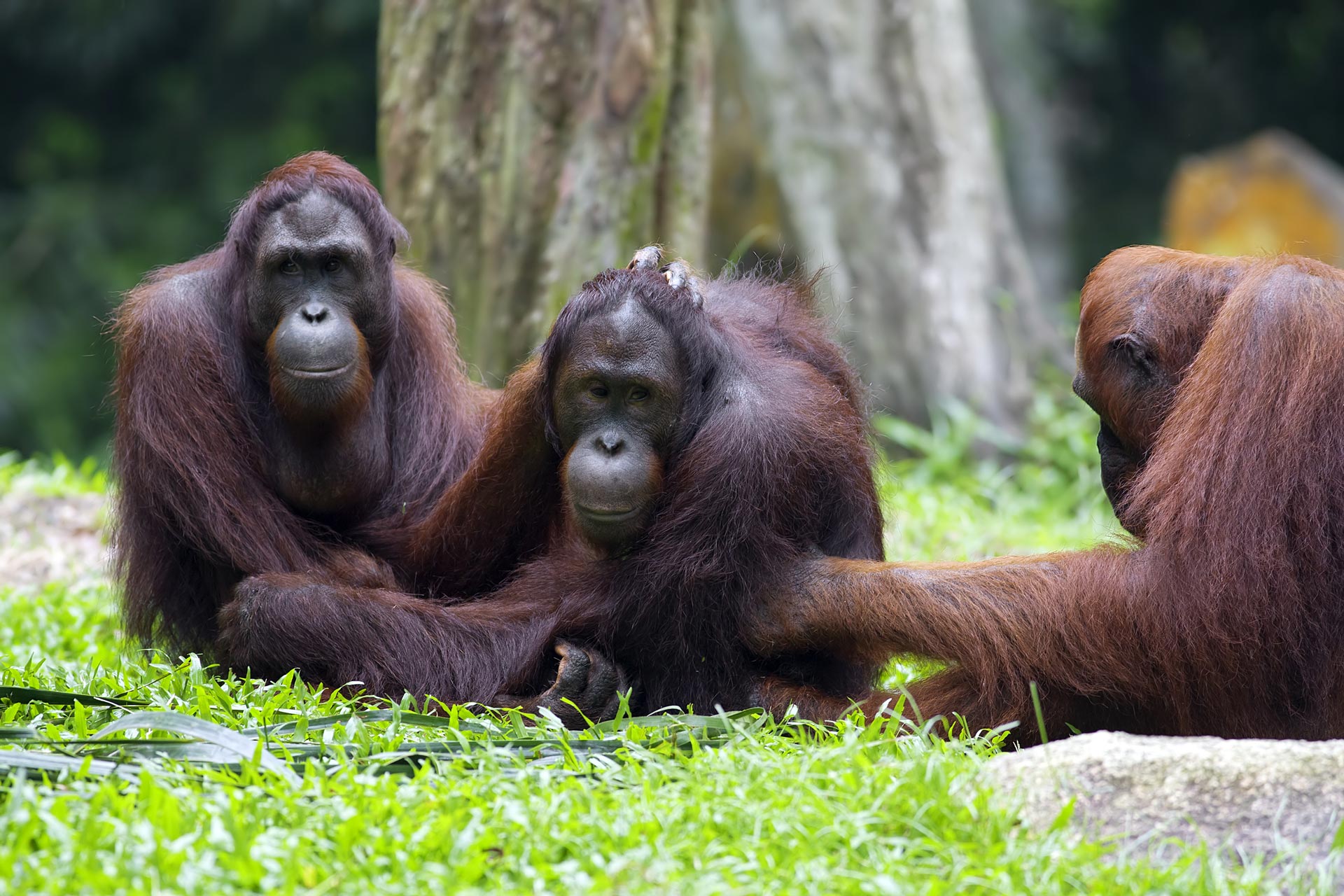 The island of Kalimantan (Borneo)