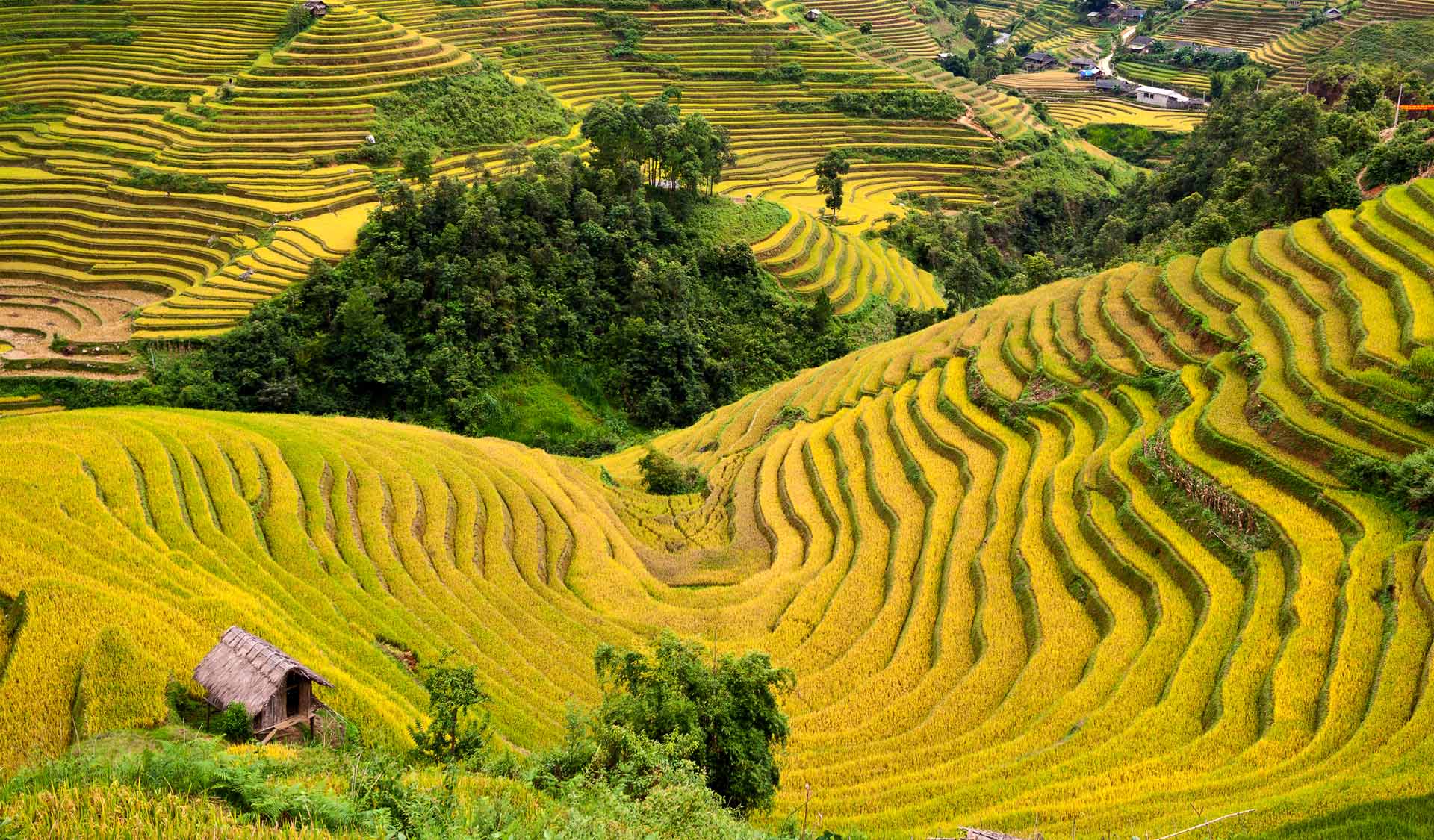 Terraces of Grain. Samosir Island North Sumatra, Indonesia.