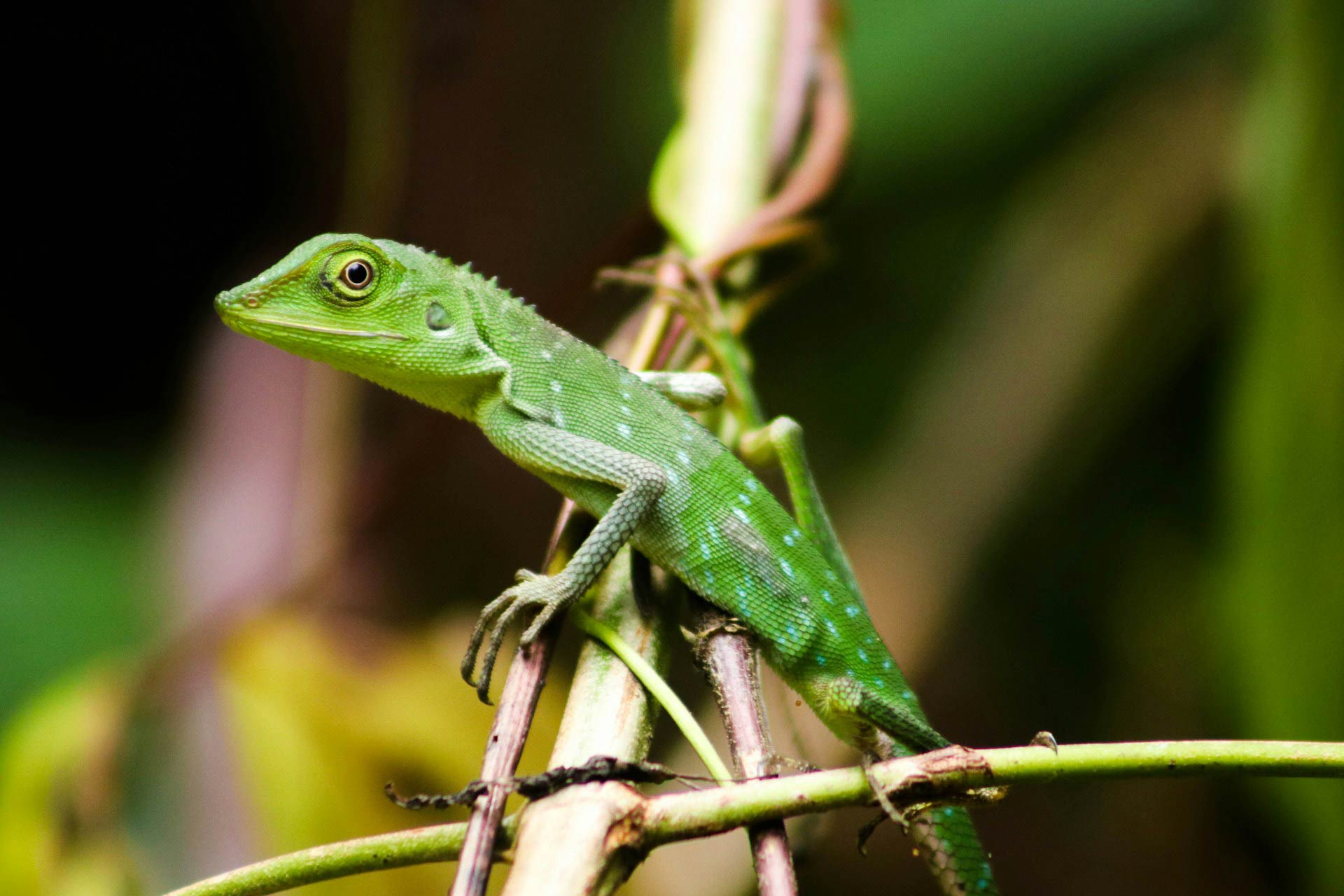 Jalan Mulu National Park, Sarawak, Malaysia
