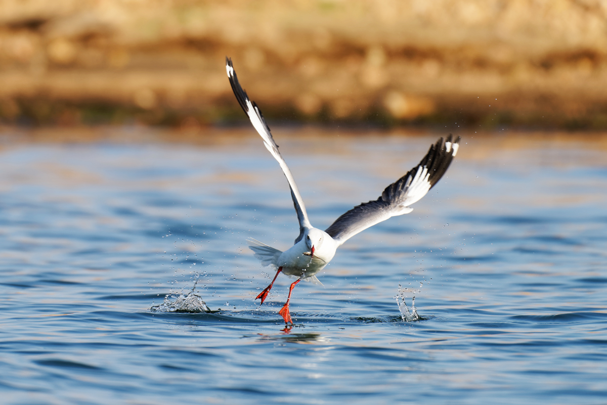 Grey headed gull catching fish