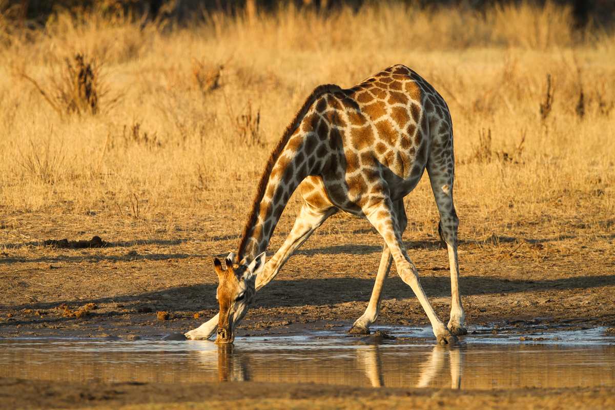 Drinking Giraffe