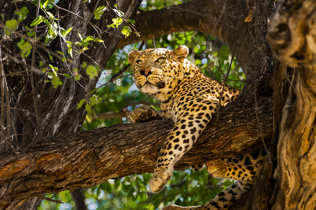 Leopard in tree